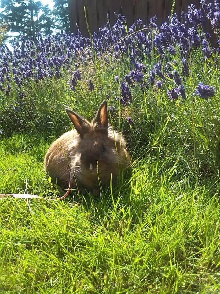 Kanin Frederik billede 5