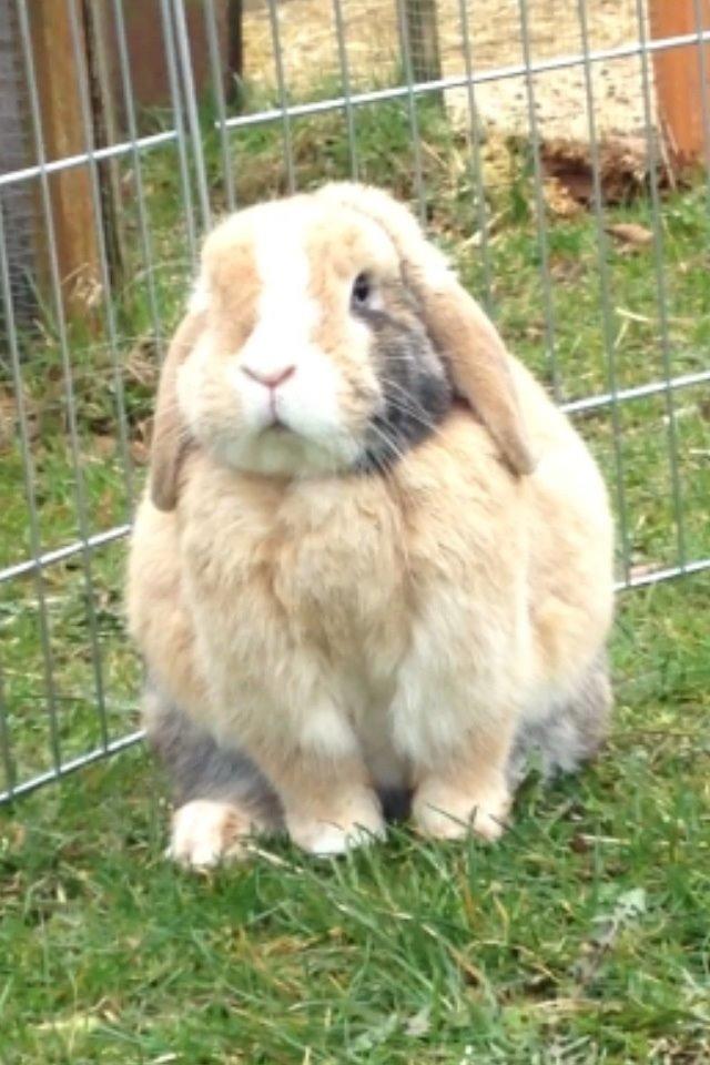 Kanin |DV| Aras´ Piccoli - Tykke tøs <3 billede 27