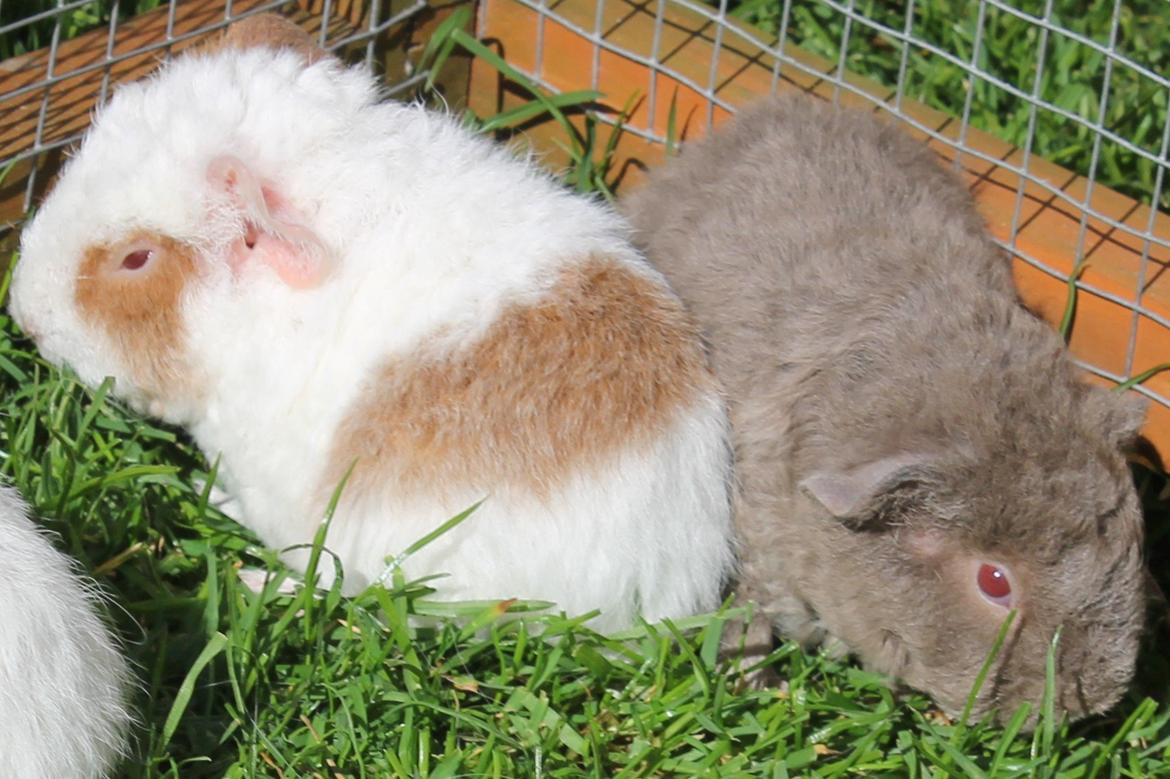 Marsvin Koreskas ÅGERKARL - 20140320 Kuld AA3 pa graes 1 gang billede 17