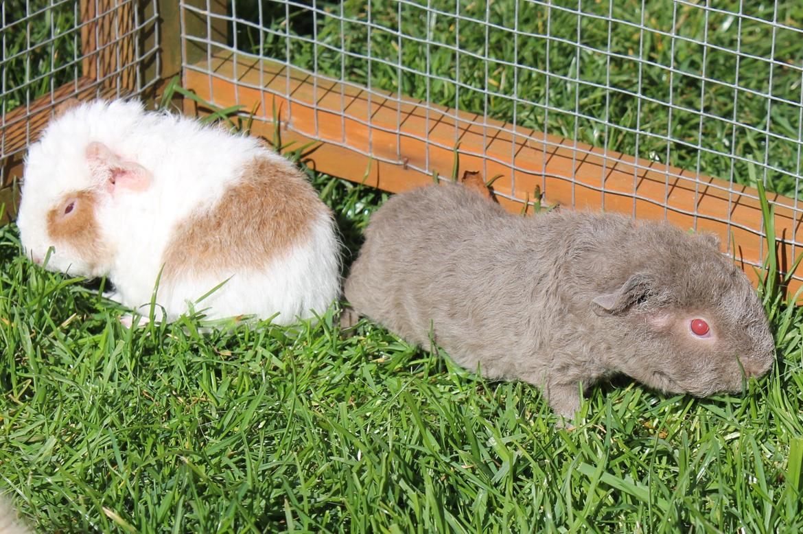 Marsvin Koreskas ÅGERKARL - 20140320 Kuld AA3 pa graes 1 gang billede 18