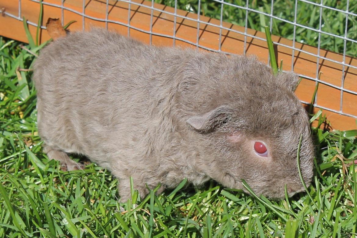 Marsvin Koreskas ÅGERKARL - 20140320 Kuld AA3 pa graes 1 gang billede 19