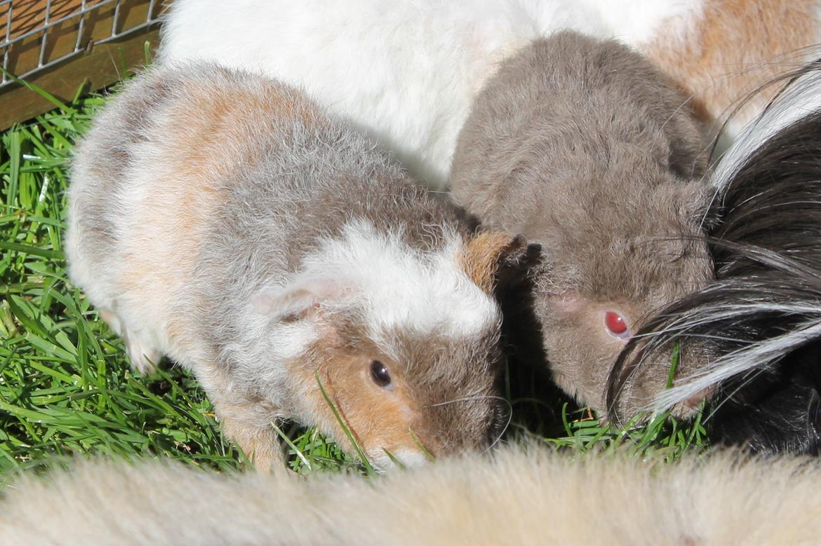 Marsvin Koreskas ÅGERKARL - 20140320 Kuld AA3 pa graes 1 gang billede 16