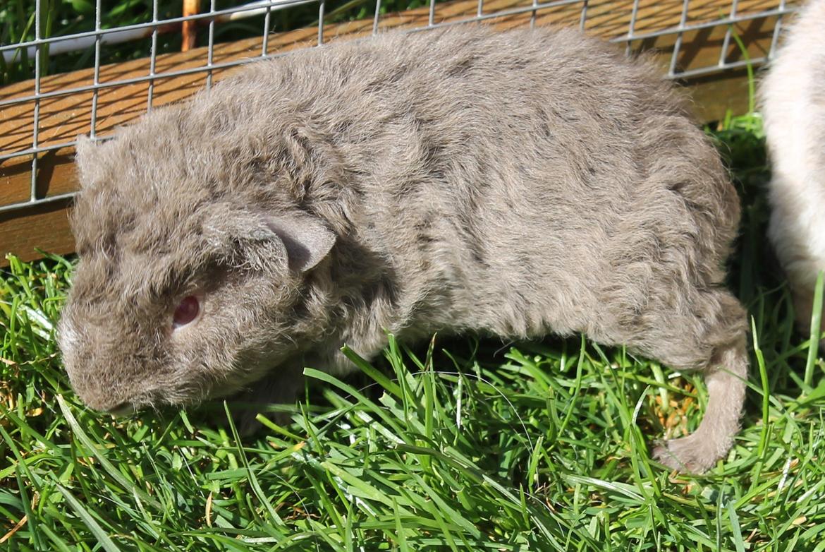 Marsvin Koreskas ÅGERKARL - 20140320 Kuld AA3 pa graes 1 gang billede 20