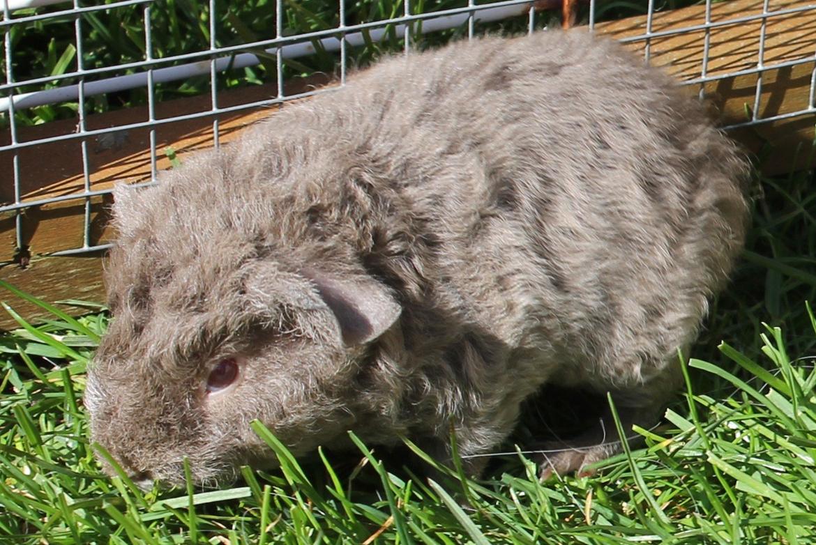 Marsvin Koreskas ÅGERKARL - 20140320 Kuld AA3 pa graes 1 gang billede 22