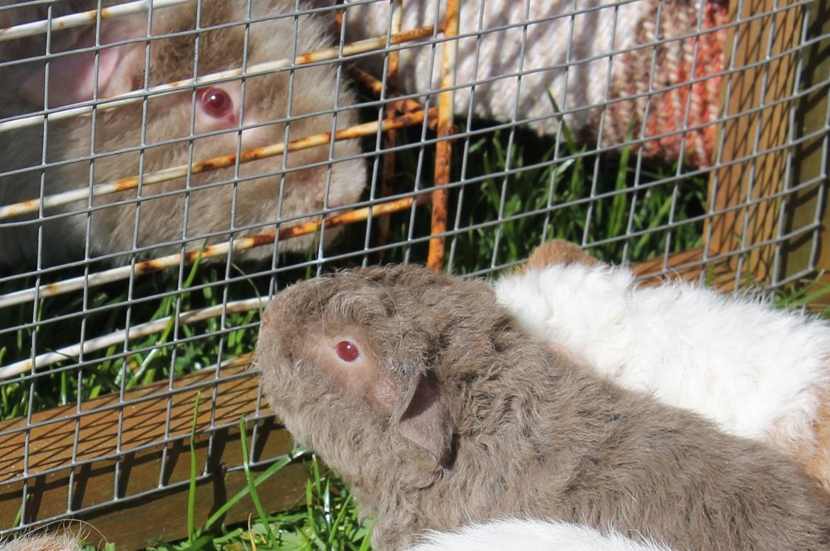 Marsvin Koreskas ÅGERKARL - 20140320 Kuld AA3 pa graes 1 gang billede 15