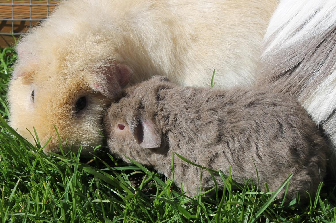 Marsvin Koreskas ÅGERKARL - 20140320 Kuld AA3 pa graes 1 gang billede 23