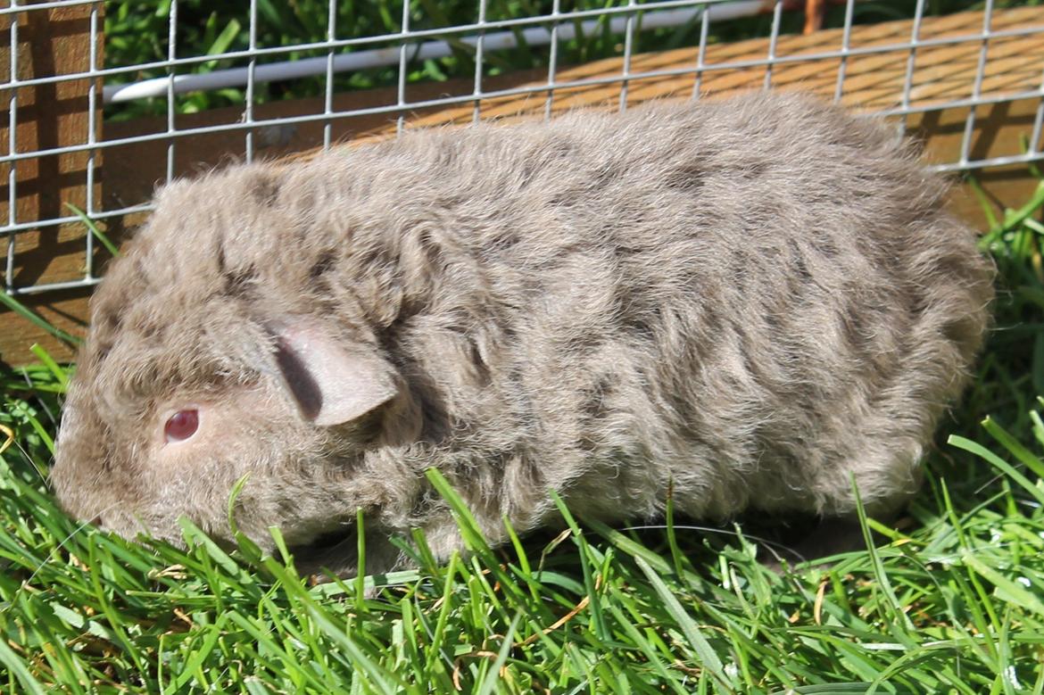 Marsvin Koreskas ÅGERKARL - 20140320 Kuld AA3 pa graes 1 gang billede 21