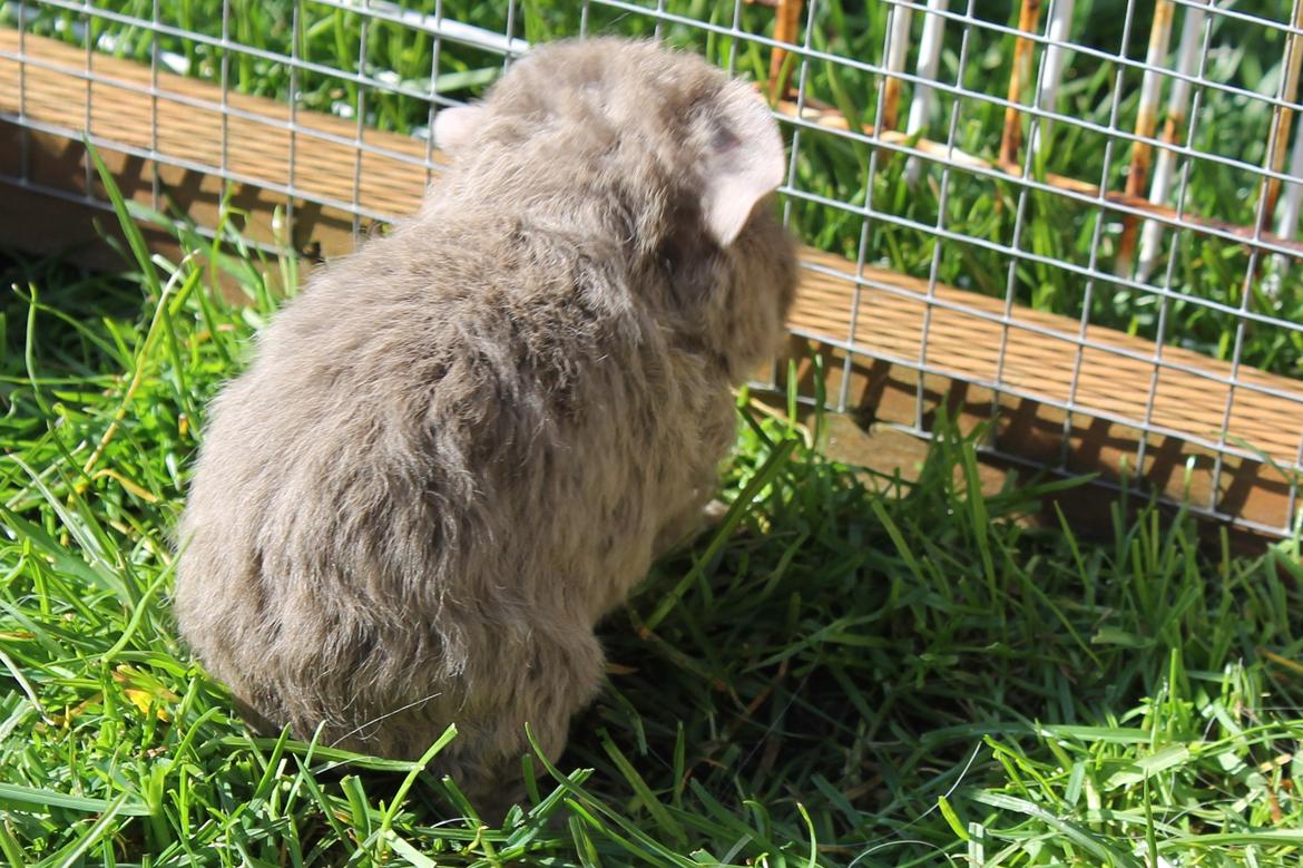 Marsvin Koreskas ÅGERKARL - 20140320 Kuld AA3 pa graes 1 gang billede 24