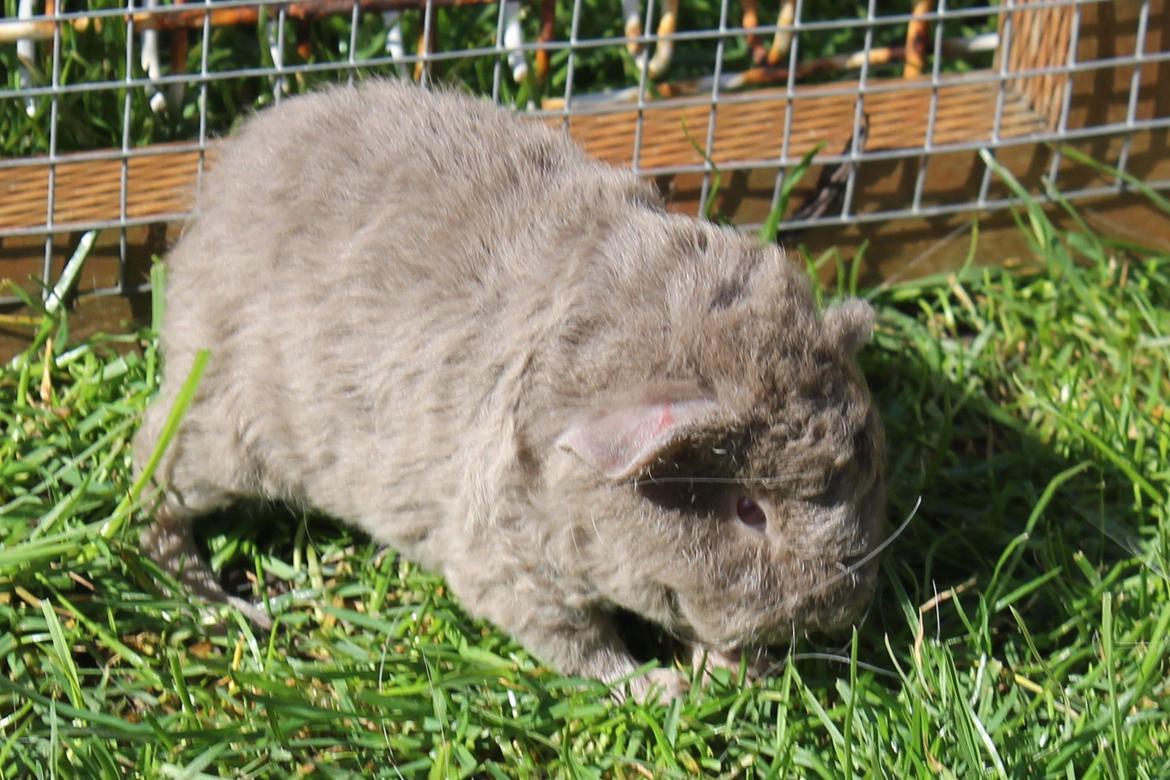 Marsvin Koreskas ÅGERKARL - 20140320 Kuld AA3 pa graes 1 gang billede 26