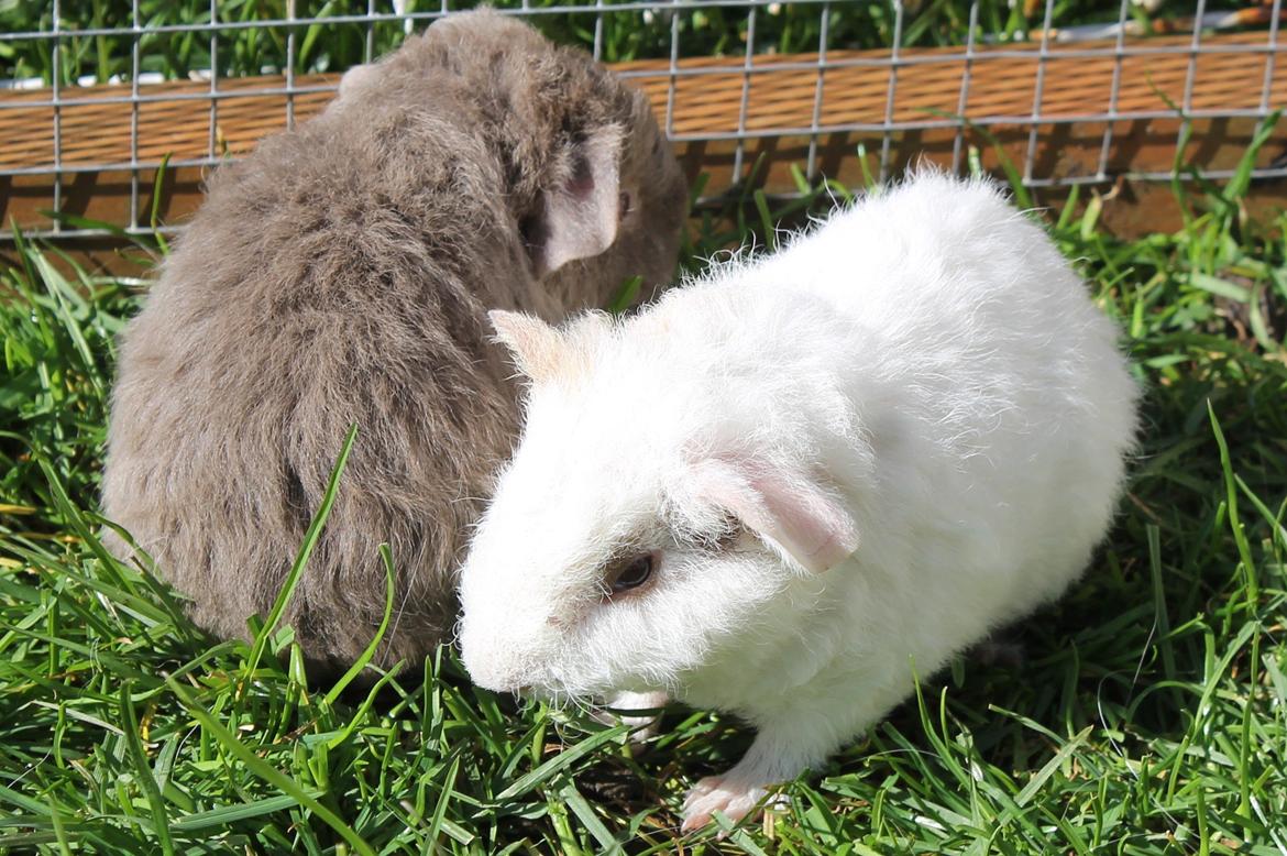 Marsvin Koreskas ÅGERKARL - 20140320 Kuld AA3 pa graes 1 gang billede 25