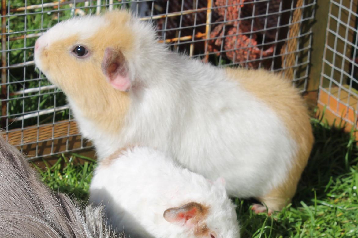 Marsvin RENESMEE fra Stokkemarke - 20140320 Kuld AA3 pa graes 1 gang billede 18
