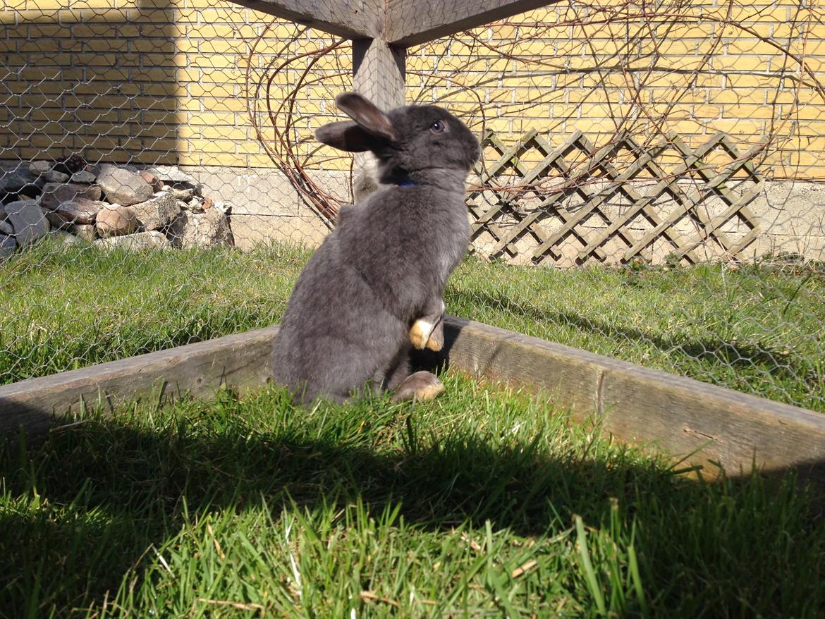 Kanin Blue Lightning billede 11