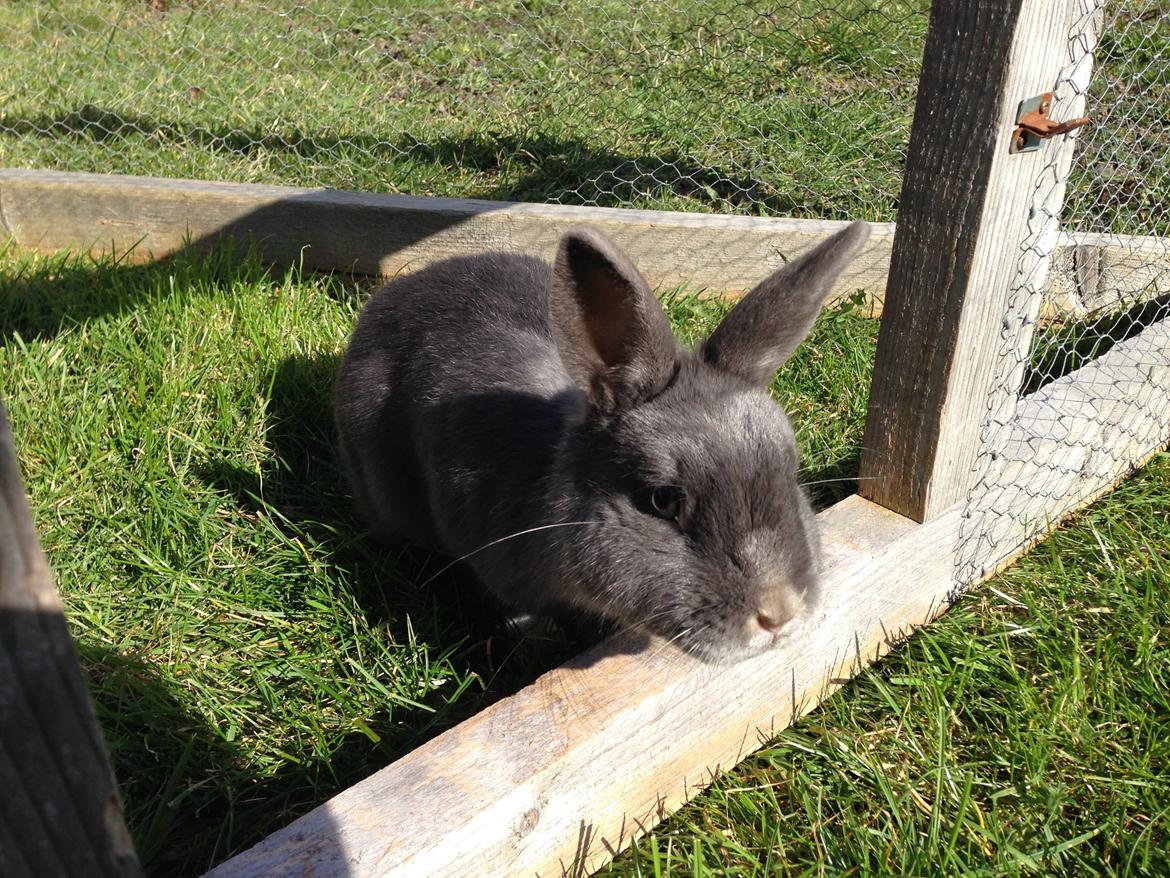 Kanin Blue Lightning billede 9