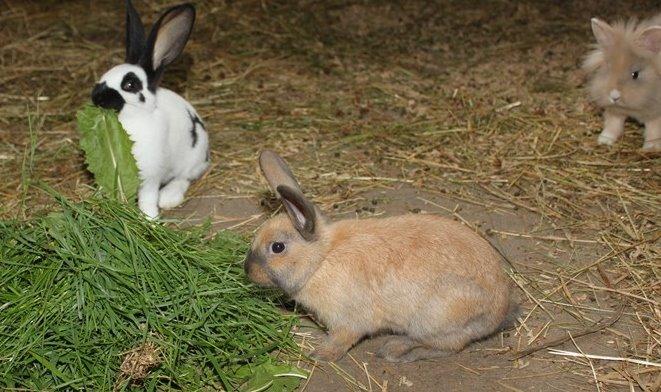 Kanin Nougat billede 8