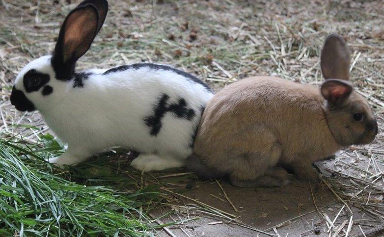 Kanin Nougat - Hendes bedste ven!  billede 9