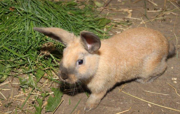 Kanin Nougat - Da hun var lille :) billede 1