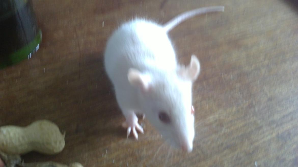 Tamrotte Carlo (Bassen) *RIP* - Den lille dreng som fik sin FØRSTE jordnød ;bb den var ikke særlig interessant i starten, men om nogle måneder bliver det, det bedste i verden med ost og opmærksomhed ;bb billede 2