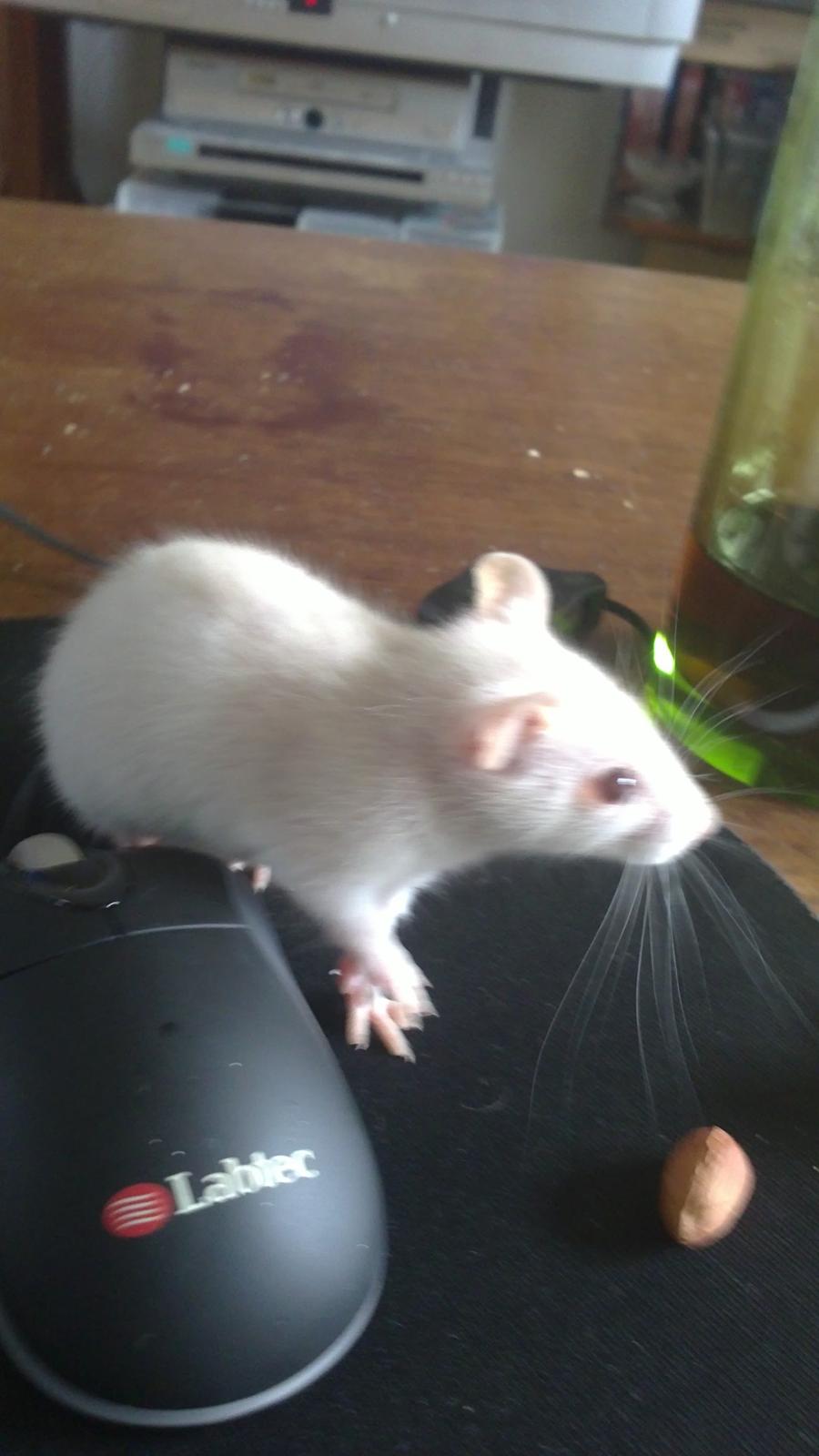 Tamrotte Carlo (Bassen) *RIP* - Første dag han er hjemme :3 da han ikke var større end en lille mus :3 billede 1