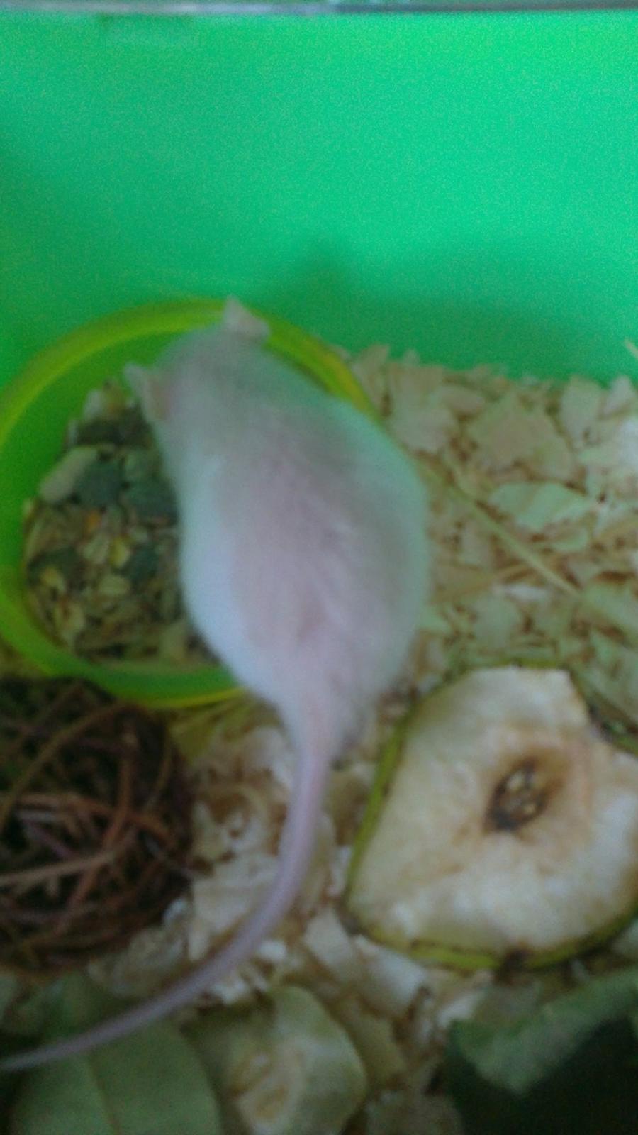 Tamrotte Carlo (Bassen) *RIP* - Jeg husker tydeligt da han kunne ligge sig i sin madskål ;3 den lille bassemand ;bb billede 4