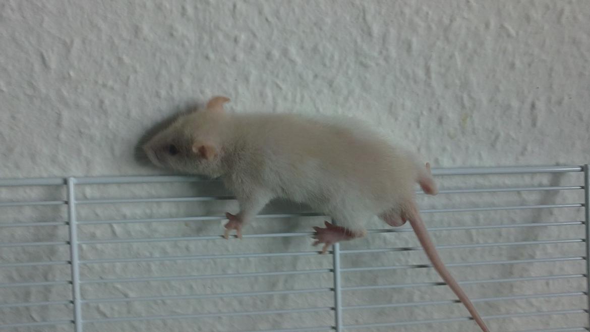 Tamrotte Carlo (Bassen) *RIP* - 	Min lille klatremus ;3 billede 3