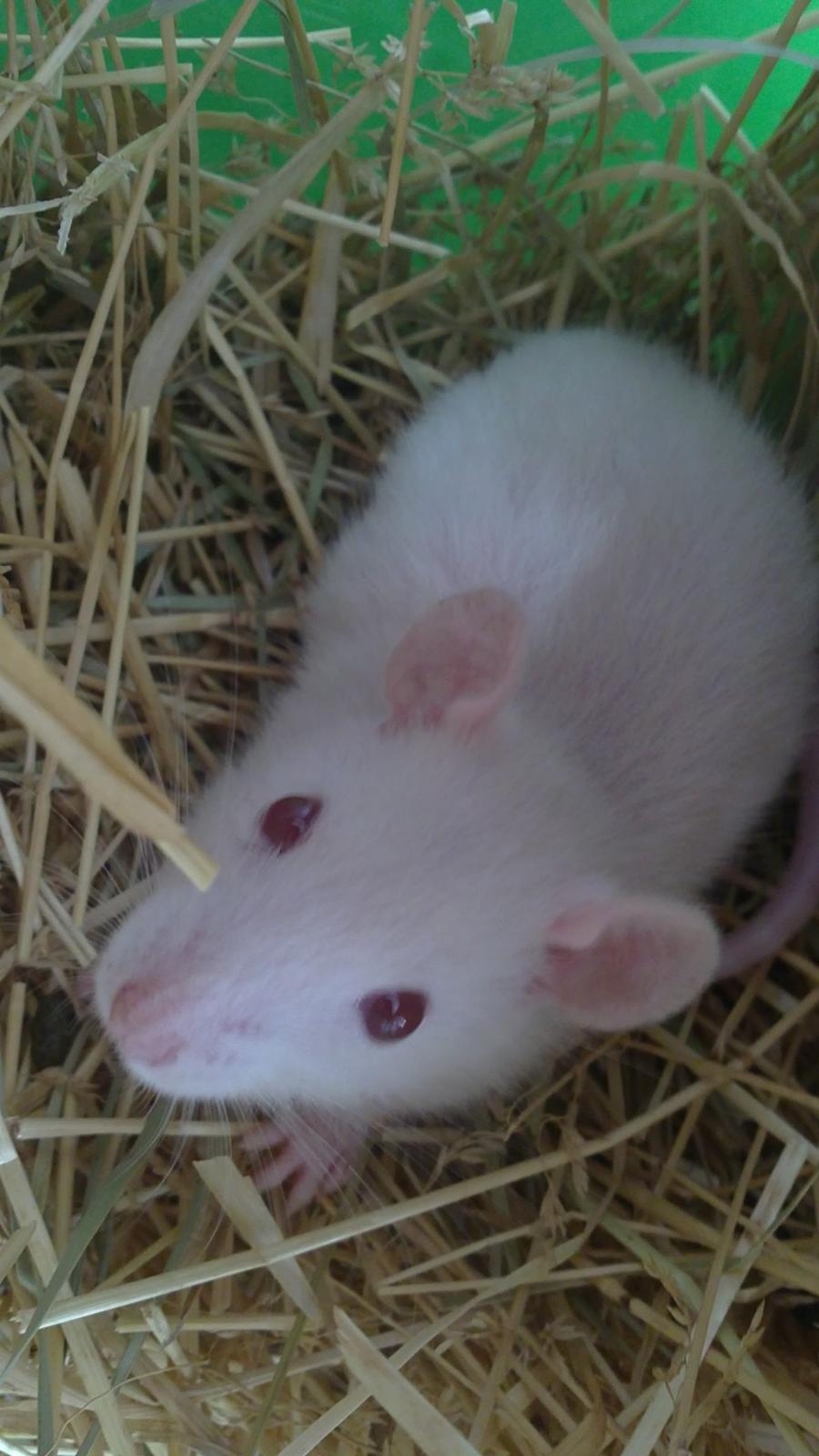 Tamrotte Carlo (Bassen) *RIP* - 	Den lille opmærksomhedssøgende og nysgerrige dreng, skulle jo lige hilses på og se hvad det var for en mærkelig ting som jeg havde i hånden ;3 billede 6