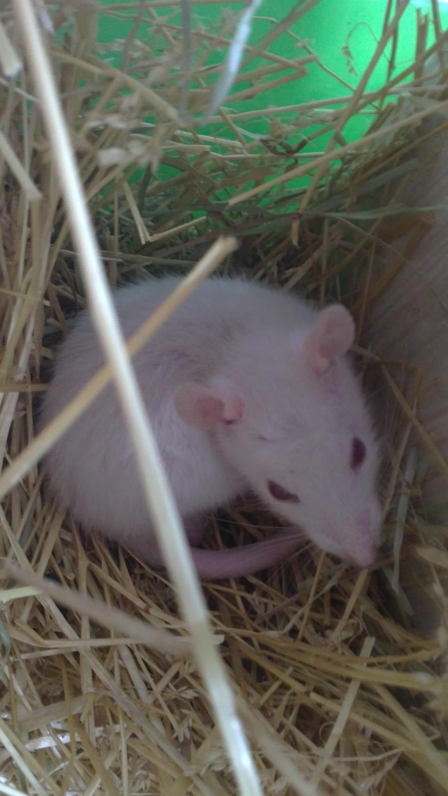 Tamrotte Carlo (Bassen) *RIP* - 	Her ligger den lille basse og putter i sit ELSKEDE hus ;bb som han om nogle måneder ligner en mast pølse i, men NÆGTER at undvære ;3 billede 5