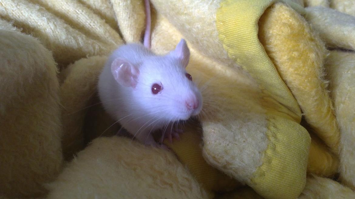 Tamrotte Carlo (Bassen) *RIP* - Den lille Basse som legede i mors "flotte" gule tæppe ;bb billede 7