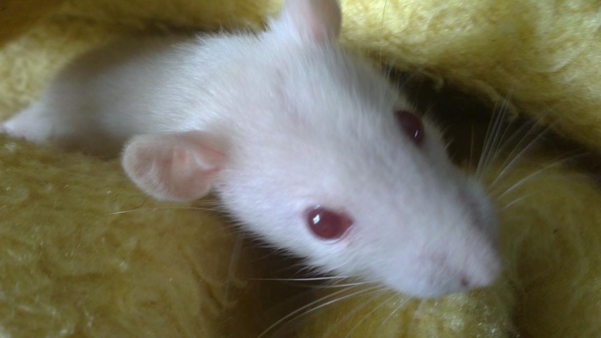 Tamrotte Carlo (Bassen) *RIP* - 	Skulle lige kigge frem efter at ha bygget en dejlig hule i tæppet ;bb billede 9