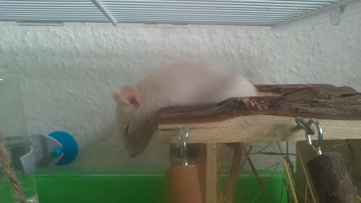 Tamrotte Carlo (Bassen) *RIP* - Jeg har aldrig oplevet et dyr ligge på SÅ mange mærkelige måder ;bb og sådan som han ligger på sit hus gjord han selv efter han kom op på de 230 g ;bb det så MEGET sjovt ud da han hængt meget mere udover som i nok kan gætte jer til ;bb billede 10