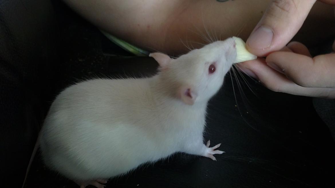 Tamrotte Carlo (Bassen) *RIP* - Her for han lille sin første smags prøve på ost ;bb det var et KÆMPE hit ;bb og han begyndte realativt hurtigt at spise fra min hånd :3 billede 11