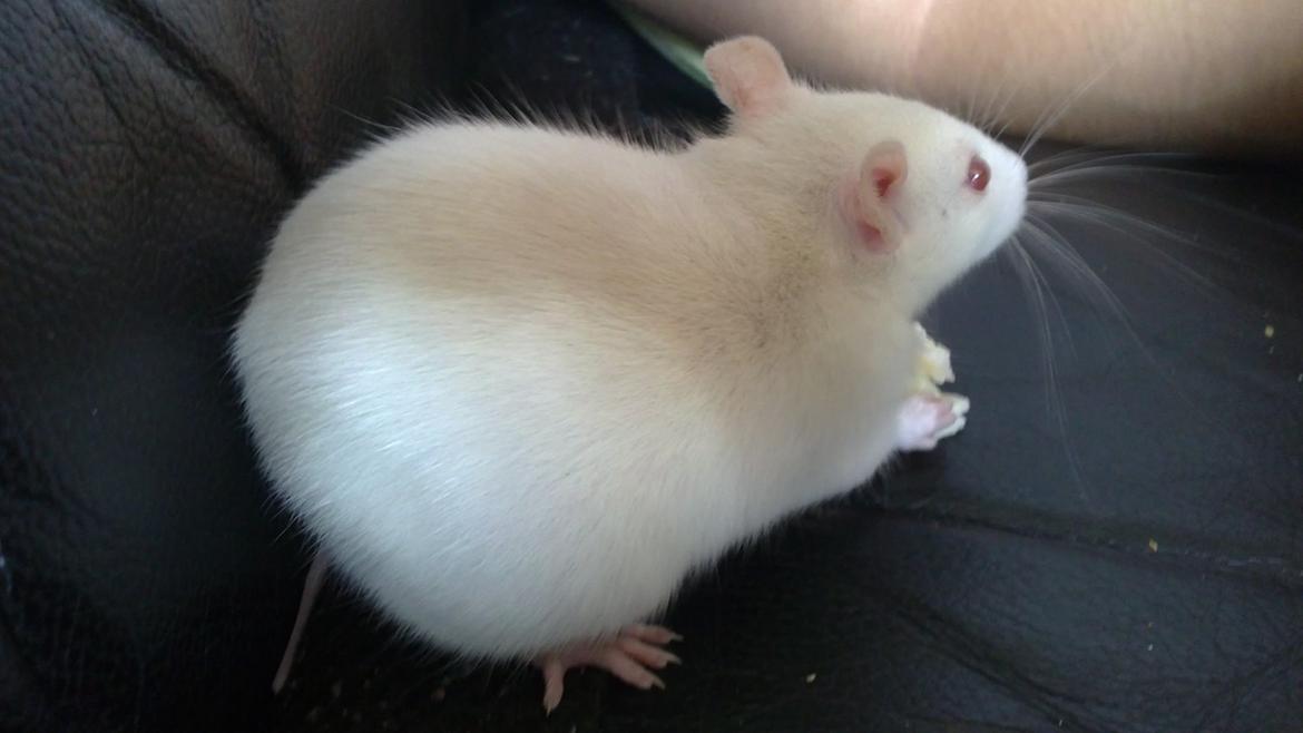 Tamrotte Carlo (Bassen) *RIP* - Her fik man lige et lille stykke ost mere ;bb billede 12