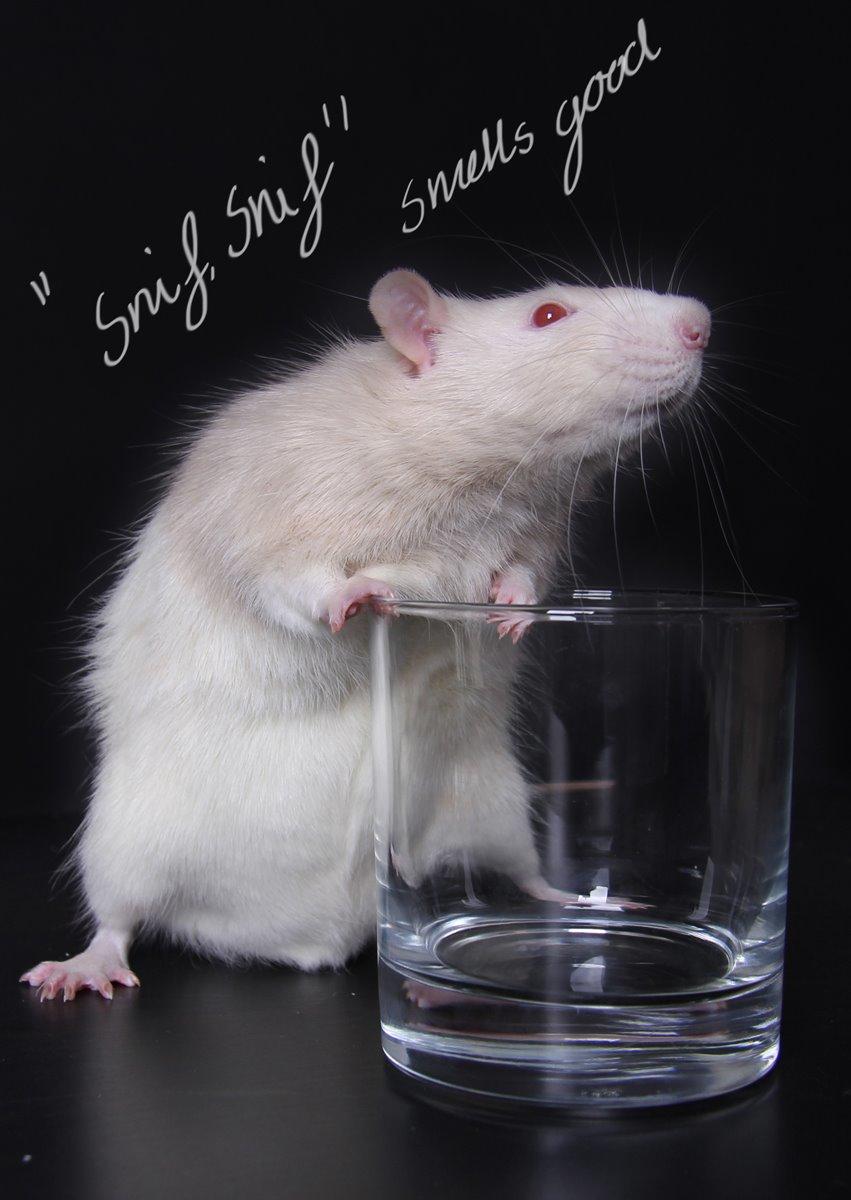 Tamrotte Carlo (Bassen) *RIP* - 	Her er en billed fra en serie billeder, jeg selv har taget da  jeg gik på min produktionsskole (: jeg er personligt selv helt vild med de her billeder :3 billede 13