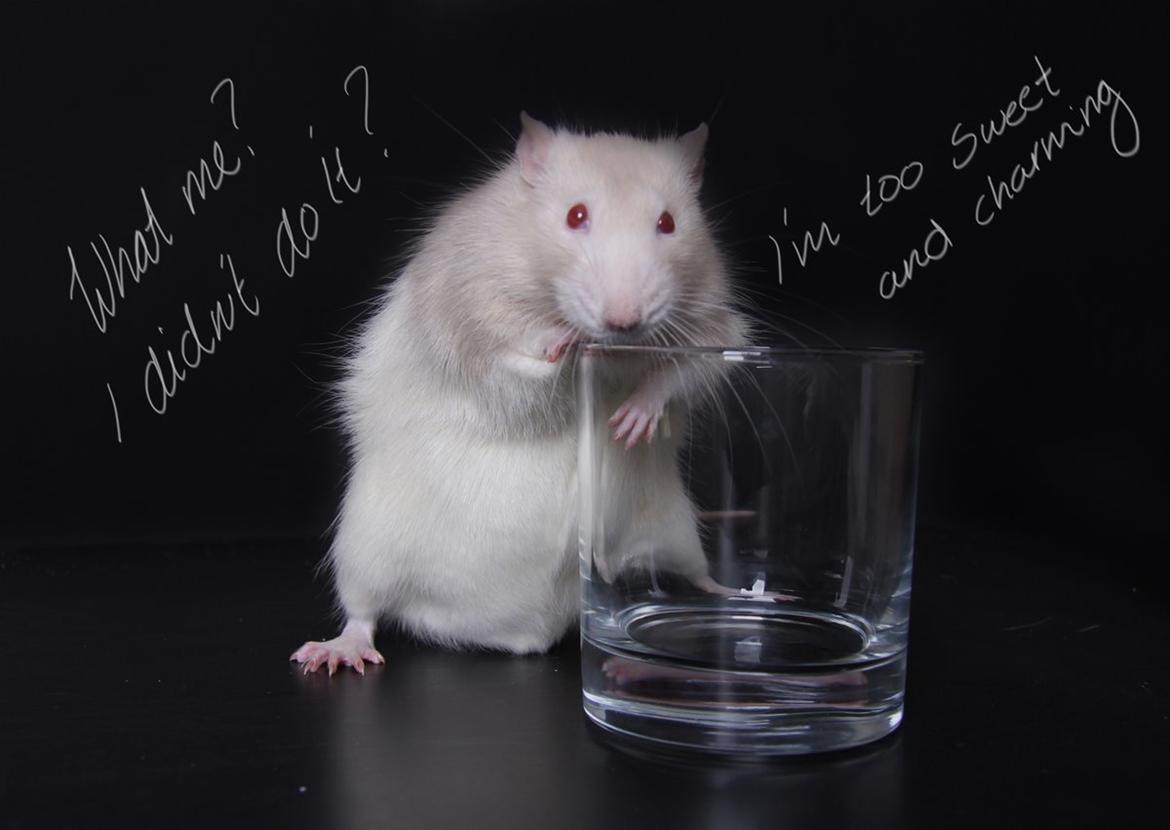 Tamrotte Carlo (Bassen) *RIP* - 	Billederne blev oprindeligt taget til en opgave hvor vi skulle lave en serie af billeder med ud gangs punktet *Tør du gå over din grænse* en veninde og jeg valgte at lave en lille tegneserie ud af dem :3 ikke disse :bb billede 14