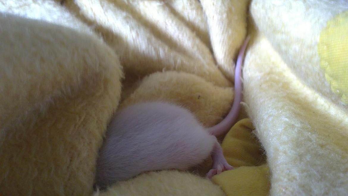 Tamrotte Carlo (Bassen) *RIP* - 	En lille "muse" numse som graver ;bb billede 8