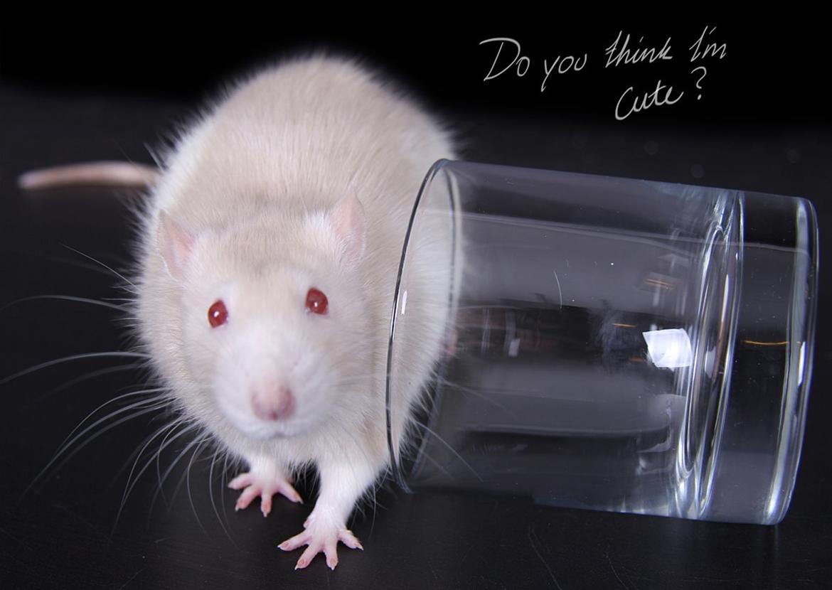 Tamrotte Carlo (Bassen) *RIP* - 	Det var utrolig hyggeligt og sjovt at tag disse billeder af ham :3 men han var mere interesseret i at kigge på alle tingene og få opmærksomhed ;bb billede 16