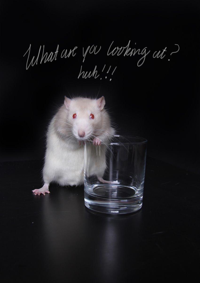 Tamrotte Carlo (Bassen) *RIP* - 	Jeg har også selv redigerede dem, men det er desværre ikke de bedst redigerede billeder :3 billede 17