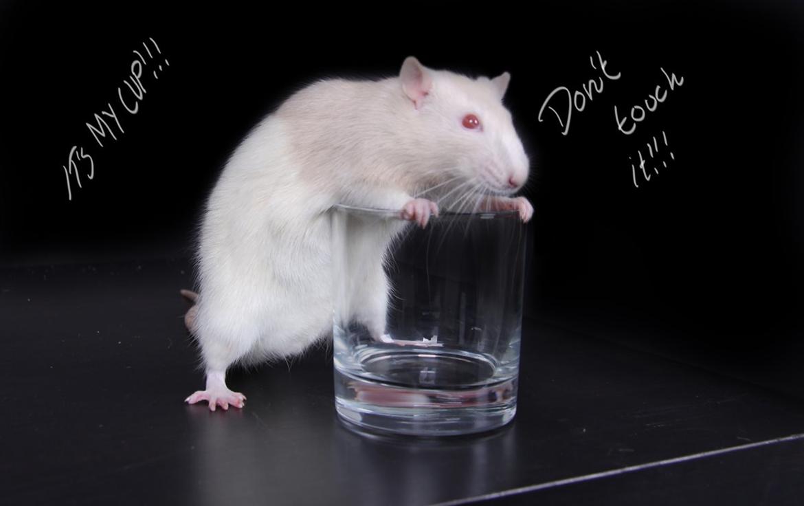 Tamrotte Carlo (Bassen) *RIP* - Jeg er personligt selv helt vild med det her billed da jeg synes det er virkelig cute i; og synes bare citatet passede perfekt ;bb billede 18