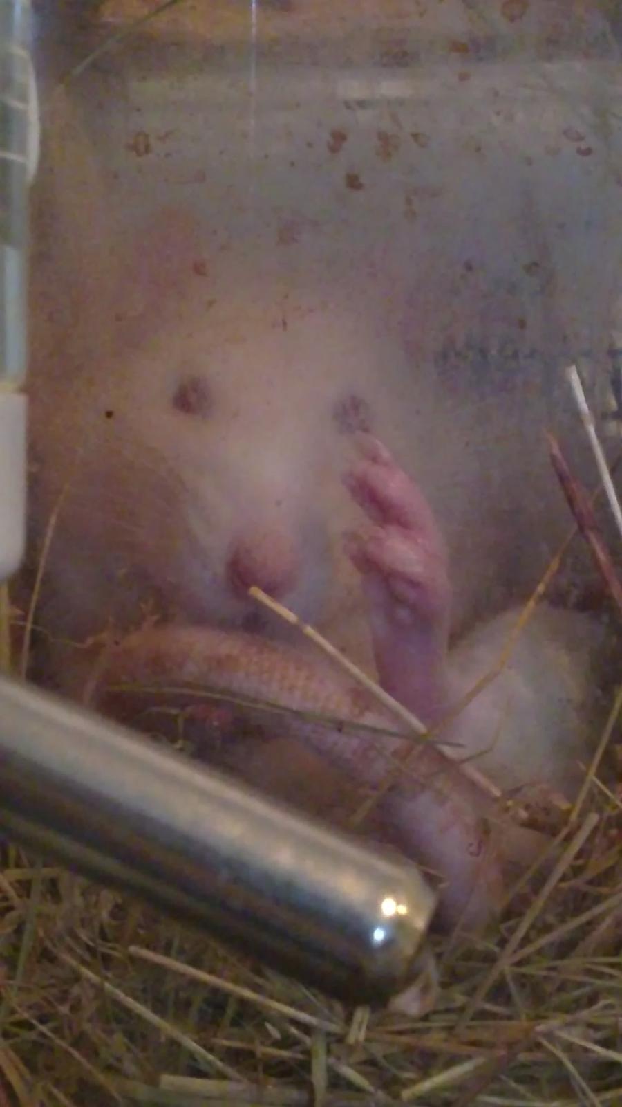 Tamrotte Carlo (Bassen) *RIP* - 	Her er et af de få billeder jeg har hvor han ligger på en af sine mærkelige måder ;bb billede 19