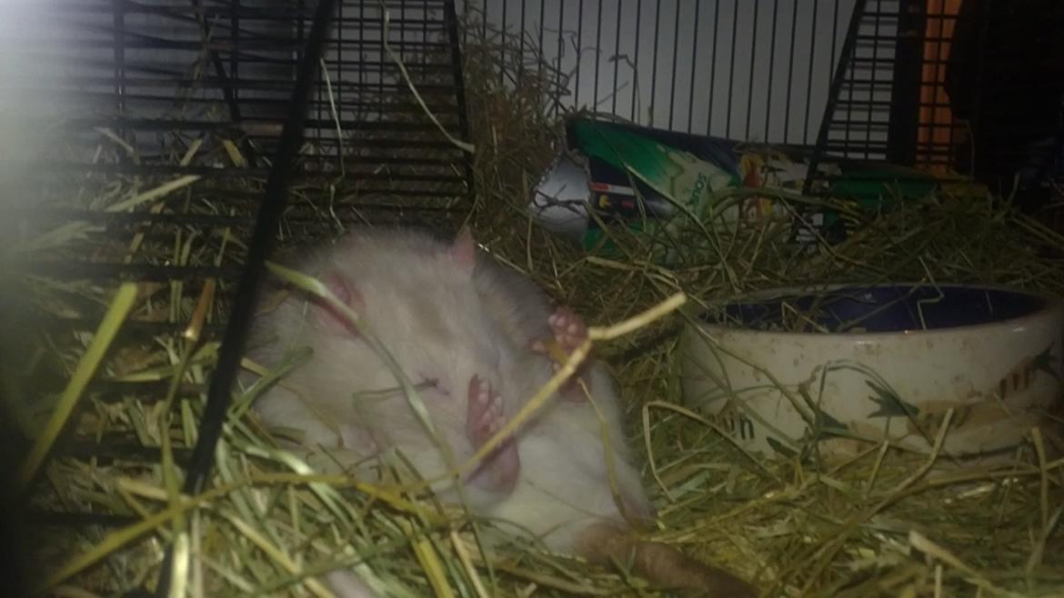 Tamrotte Carlo (Bassen) *RIP* - 	Her er endnu et billed hvor han ligger på en eller anden spasser måde ;bb hehe billede 20