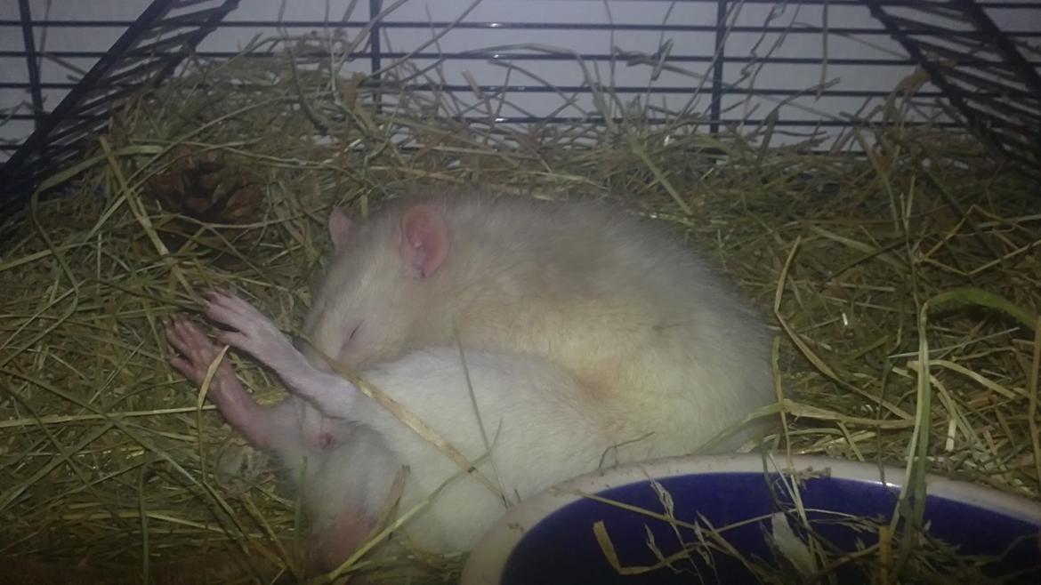 Tamrotte Carlo (Bassen) *RIP* - 	Her er det samme billed bare fra en anden vinkel ;bb billede 21