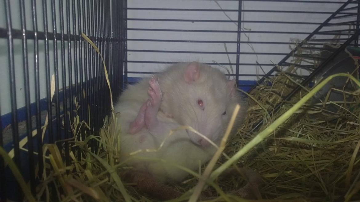 Tamrotte Carlo (Bassen) *RIP* - Her er ENDNU et billed af ham som ligger på en af sine sjove måder ;bb billede 22