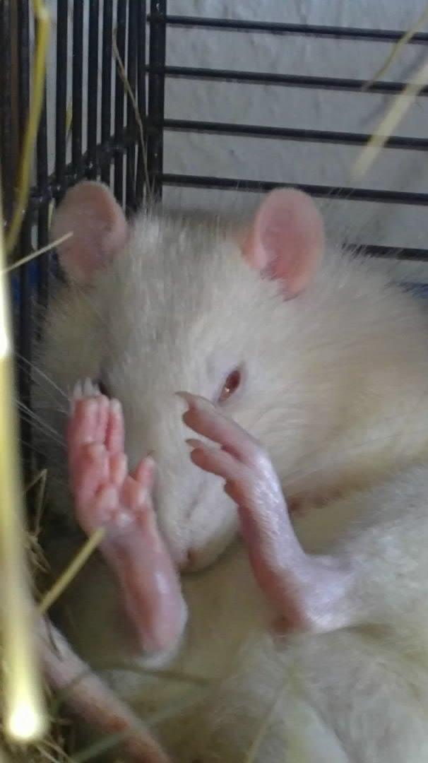 Tamrotte Carlo (Bassen) *RIP* - 	Det her er mit ABSOLUT ynglings billed af min dejlige basse i; der ligger han bare og hyggede sig og sov i; den "lille" Basse i; jeg har brugt dette billed som mit profil billed mange steder ;3 billede 23