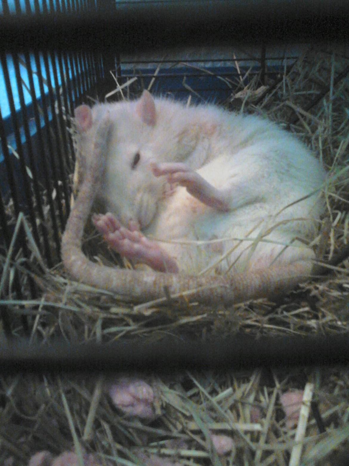 Tamrotte Carlo (Bassen) *RIP* - OG igen et billed hvor han ligger og hygger sig med sine bagben helt op i ansigtet ;bb billede 24