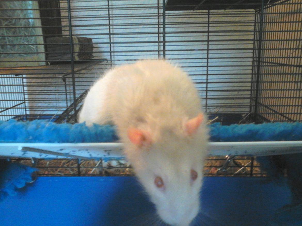 Tamrotte Carlo (Bassen) *RIP* - Dette billed er et af de aller sidste billeder jeg tog af ham :'( det blev taget 2-3 dage inden jeg valgte at det mest humane ville være at aflive ham :'( billede 25