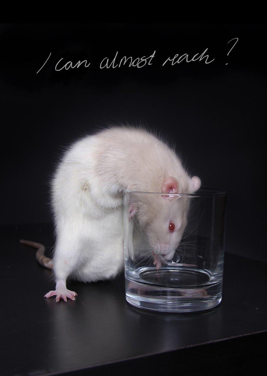 Tamrotte Carlo (Bassen) *RIP* - Disse billeder blev lavet til postkort som skulle sælges på min produktionsskole, hvor jeg lavede opgaven og tog billederne :3 mine postkort af ham blev solgt som noget af de mest solgte på dagen :3 da folk synes han var kær og meget fotogen:3 billede 15