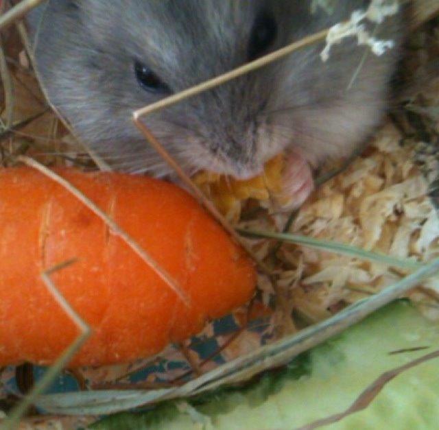 Dværghamster Piv - her er hun lille og vi har kun haft hende i nogle uger billede 3