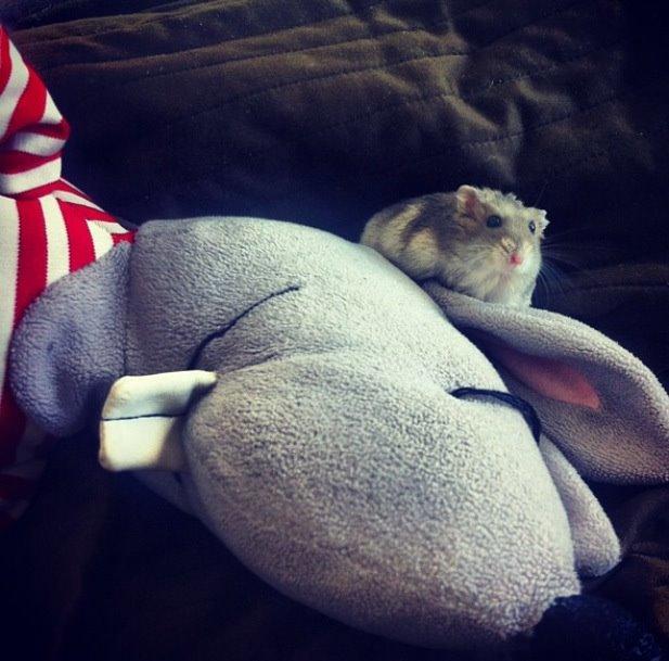 Dværghamster Piv - piv elsker at klatre og her har hun taget en tur på en bamse billede 2