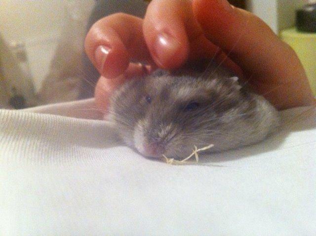 Dværghamster Piv - Hun falder tit i søvn når der bliver kælet billede 1