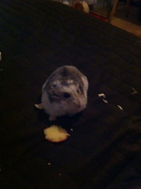 Dværghamster Piv - Pivie ( kælenavn ) triller rund på min seng og spiser hendes yndlings frugt, æble. billede 4
