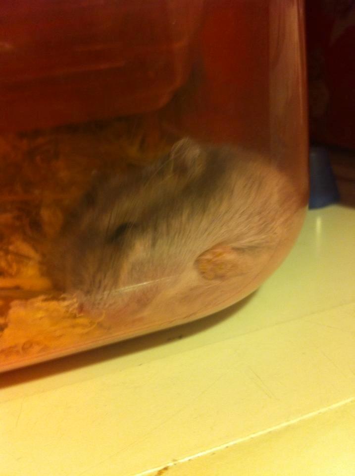 Dværghamster Piv - Piv ligger sig altid til at sove de mærkeligste steder billede 5